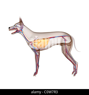 Anatomie chien circulation coeur corps transparent avec respiratoire Banque D'Images