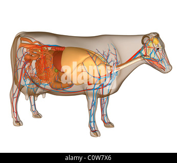 Anatomie de la vache d'organes Banque D'Images