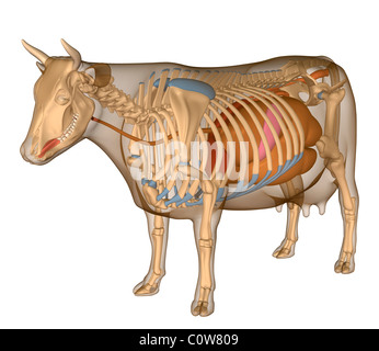 Anatomie de l'appareil digestif digestion vache Banque D'Images
