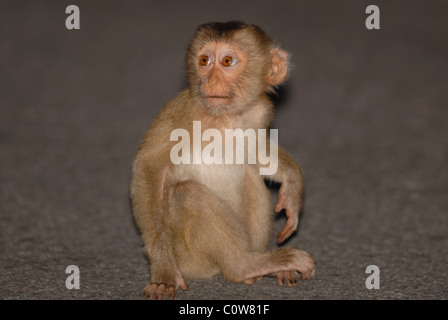 Le Nord du bébé à queue de cochon Macaque (Macaca leonina) assis sur la route dans le parc national Khao Yai, Thaïlande. Banque D'Images