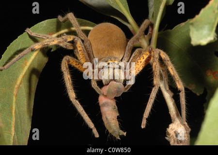 Une énorme araignée Huntsman (Sparassidae sp.) La consommation d'une grande chenille dans le Kakadu National Park, Australie Banque D'Images