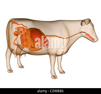 Anatomie de la vache Banque D'Images
