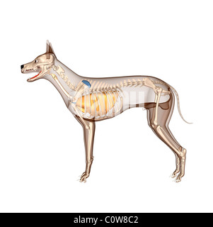 Poumons respiratoire anatomie chien squelette avec corps transparent Banque D'Images