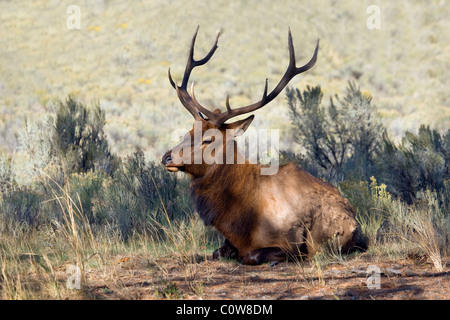 Le Le wapiti de Roosevelt (Cervus canadensis roosevelti), également connu sous le nom de elk olympique, est la plus grande espèce de wapitis. Banque D'Images