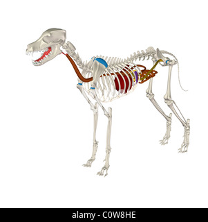 Anatomie chien squelette estomac digestion Banque D'Images