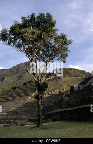 Arbre qui pousse dans le Sacré Plaza au Patrimoine Mondial de l'UNESCO ruines de Machu Picchu inca- Vallée Sacrée, Pérou Banque D'Images