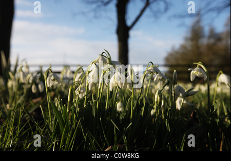 Chaque printemps, ces radeaux de bulbes éclatent le long de la voie à cette ferme dans la forêt de Dean Banque D'Images