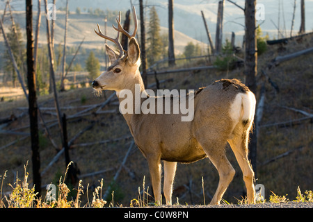 Homme Le Cerf mulet (Odocoileus hemionus), le Parc National de Yellowstone
