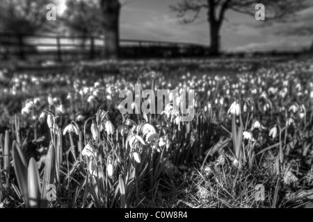 Chaque printemps, ces radeaux de bulbes éclatent le long de la voie à cette ferme dans la forêt de Dean Banque D'Images