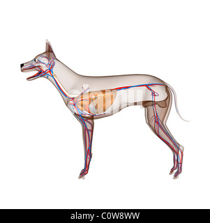 Anatomie chien coeur respiratoire circulation avec transparent et transparent poumons Banque D'Images