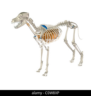 Poumons respiratoire anatomie chien Banque D'Images