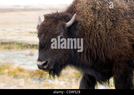 Bison d'Amérique, le Parc National de Yellowstone Banque D'Images