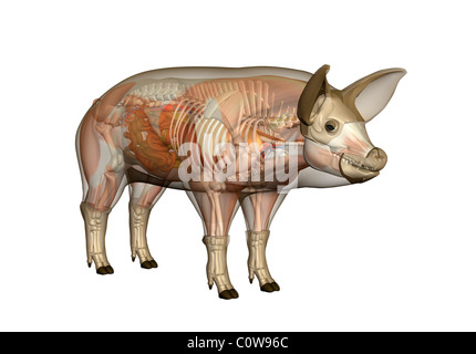 Anatomie du cochon Banque D'Images