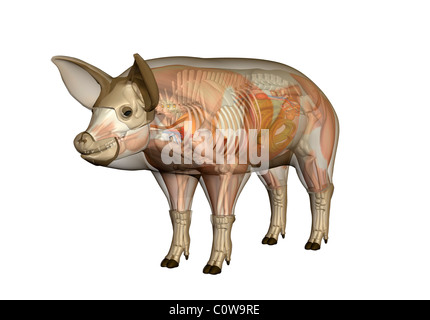 Anatomie du cochon Banque D'Images