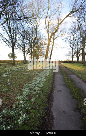 Chaque printemps, ces radeaux de bulbes éclatent le long de la voie à cette ferme dans la forêt de Dean Banque D'Images