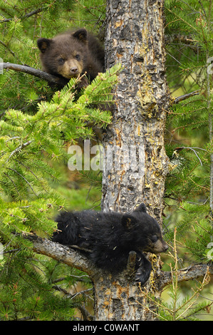Deux oursons dans un arbre. Banque D'Images