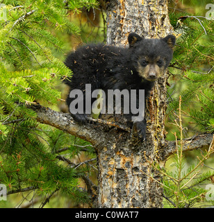 Bébé Ours noir dans un arbre. Banque D'Images