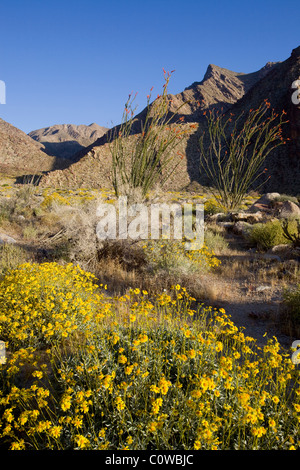 Brittlebush (Encelia farinosa) et la société (Fouquieria splendens) les plantes de Anza Borrego Desert State Park, Californie. Banque D'Images