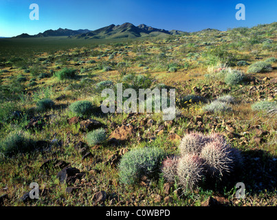 Barrel cactus poussent dans Death Valley National Park, en Californie. Banque D'Images