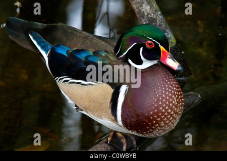 Canard branchu mâle avec ses couleurs marron et vert dans l'eau à Homosassa Springs State Park, Floride Banque D'Images