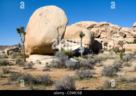 Joshua trees (Yucca brevifolia) dans la région de Joshua Tree National Park en Californie. Banque D'Images