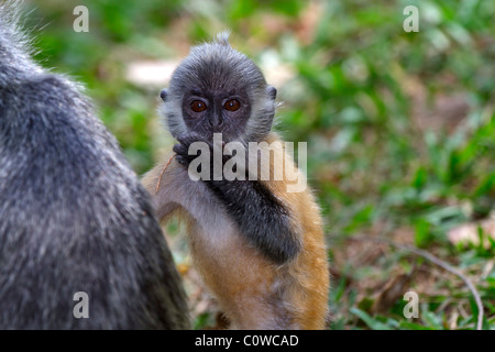 Bébé lutung argenté (Trachypithecus cristatus (selangorensis ou cristatus). Banque D'Images