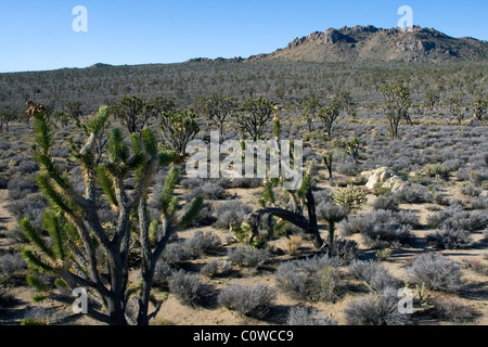 Joshua tree (Yucca brevifolia) forêt dans le désert de Mojave, en Californie. Banque D'Images