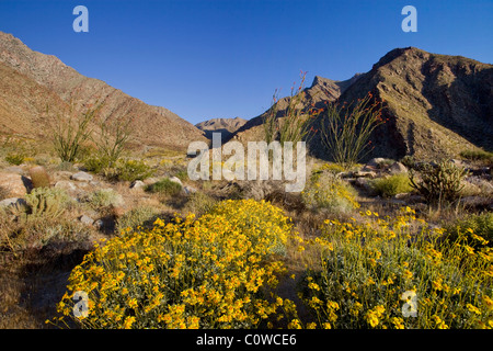 Brittlebush (Encelia farinosa) et la société (Fouquieria splendens) les plantes de Anza Borrego Desert State Park, Californie. Banque D'Images