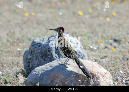 Le roadrunner (Geococcyx californianus) dans la région de Anza Borrego Desert State Park. Les Roadrunners suffisamment rapide pour attraper et manger rattle Banque D'Images