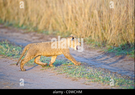 Un jeune lion cub grogne comme il traverse un chemin dans le Masai Mara au Kenya. Banque D'Images