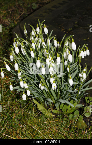 De plus en plus à côté de pierre tombale de perce-neige dans le cimetière de l'église prieurale, WORKSOP, NOTTS Galanthus nivalis Banque D'Images