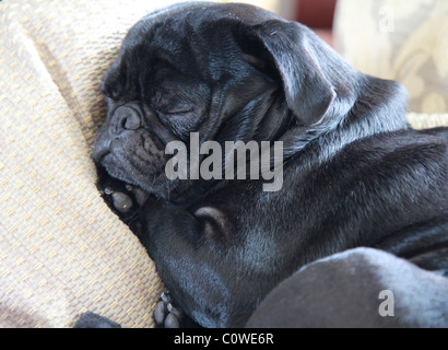 Son nom est Limas. Est une couleur noir pug chinois , très intelligent, friendly adore manger et faire une sieste, et de manger. Banque D'Images