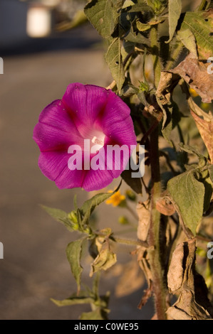 Fleur de morning glory (Ipomoea sp). Cette plante est une vigne. L'un dans la photo est 'attraper' d'un tournesol mexicain. Banque D'Images