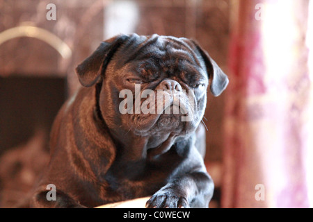 Son nom est Limas. Est une couleur noir pug chinois , très intelligent, friendly adore manger et faire une sieste, et de manger. Banque D'Images