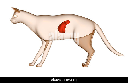 Anatomie du foie de chat Banque D'Images