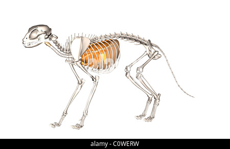 Anatomie de l'appareil respiratoire poumons cat Banque D'Images