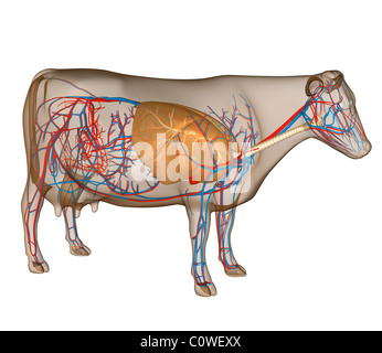 Anatomie de la vache respiratoire circulary Banque D'Images