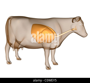 Anatomie de l'appareil respiratoire de vache Banque D'Images