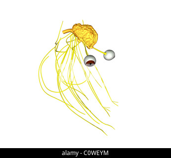 Anatomie du cerveau de vache Banque D'Images