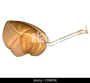 Anatomie de la vache poumons respiratoire Banque D'Images