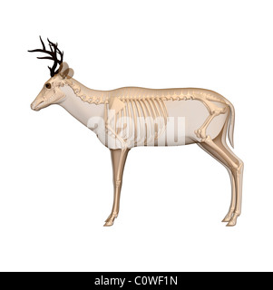 Squelette anatomie deer Banque D'Images