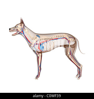 Anatomie chien squelette avec circulation coeur transparent Banque D'Images