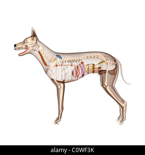 La digestion anatomie chien squelette avec corps transparent Banque D'Images