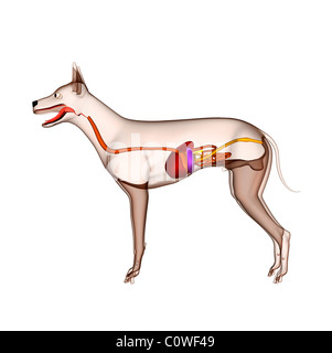 Anatomie du foie estomac digestion chien transparent Banque D'Images