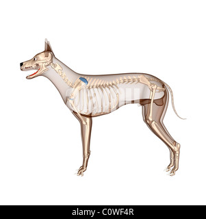 Anatomie chien squelette avec corps transparent Banque D'Images