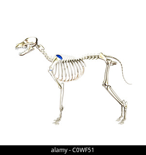 Chien squelette anatomie Banque D'Images