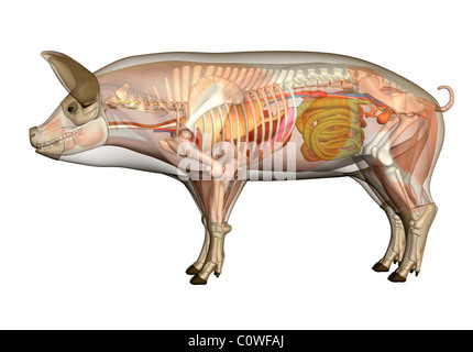 L'anatomie du corps transparent des organes de porc Banque D'Images