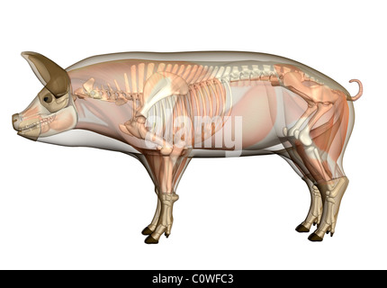 Anatomie squelette musculature cochon corps transparent Banque D'Images