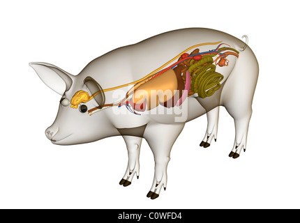 L'anatomie de porc avec les organes du corps transparent Banque D'Images