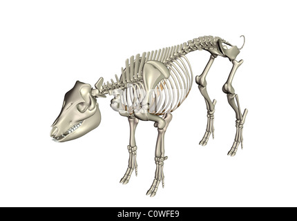 L'anatomie des os du squelette de cochon Banque D'Images